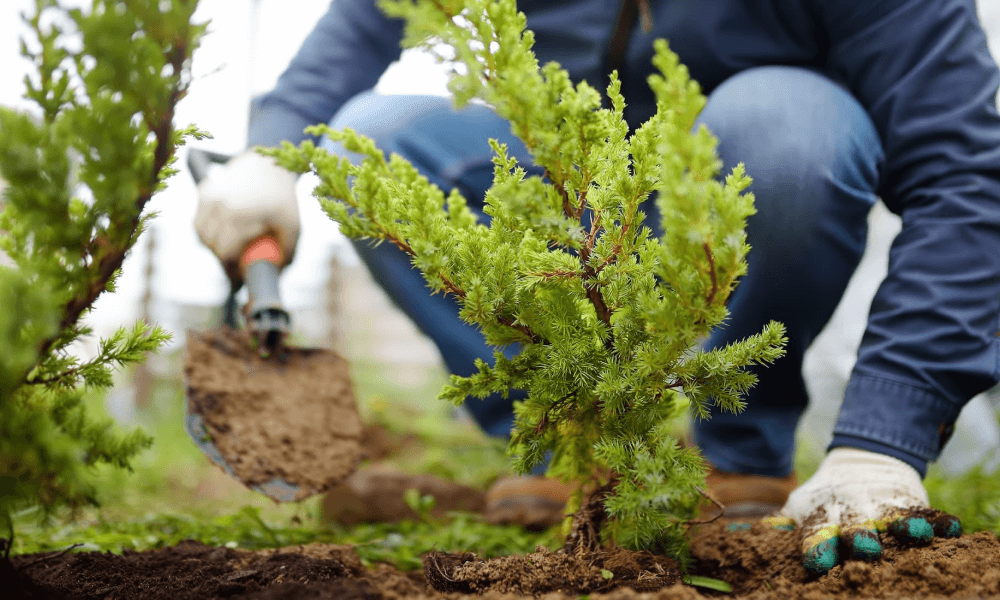 En ung plante sættes i efterårsjorden
